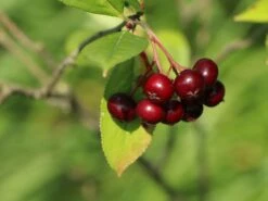 Kupfer-Felsenbirne -Angebote Blumen Takt Store kupfer felsenbirne m001930 w 6