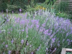 Lavendel 'Dwarf Blue' -Angebote Blumen Takt Store lavendel dwarf blue m012419 62517 0