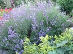 Lavendel 'Dwarf Blue' -Angebote Blumen Takt Store lavendel dwarf blue m012419 62517 1