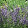 Lavendel 'Dwarf Blue'