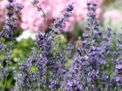 Lavendel 'Dwarf Blue' -Angebote Blumen Takt Store lavendel dwarf blue m012419 w 1