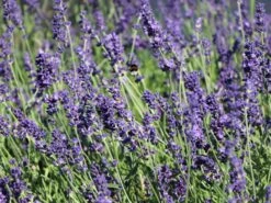 Lavendel 'Dwarf Blue' -Angebote Blumen Takt Store lavendel dwarf blue m012419 w 2