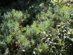 Lavendel 'Dwarf Blue' -Angebote Blumen Takt Store lavendel dwarf blue m012419 w 3