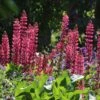 Lupine 'Edelknabe'