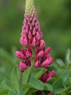 Lupine 'Edelknabe' 12 Lupine 'Edelknabe' -Angebote Blumen Takt Store lupine edelknabe m078544 w 0