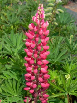 Lupine 'Edelknabe' 11 Lupine 'Edelknabe' -Angebote Blumen Takt Store lupine edelknabe m078544 w 1
