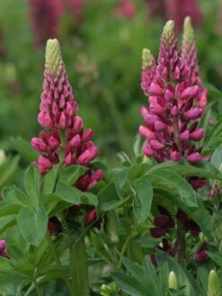 Lupine 'Edelknabe' 13 Lupine 'Edelknabe' -Angebote Blumen Takt Store lupine edelknabe m078544 w 2