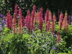 Lupine 'Edelknabe' 15 Lupine 'Edelknabe' -Angebote Blumen Takt Store lupine edelknabe m078544 w 3