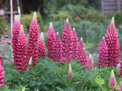 Lupine 'Edelknabe' 14 Lupine 'Edelknabe' -Angebote Blumen Takt Store lupine edelknabe m078544 w 4