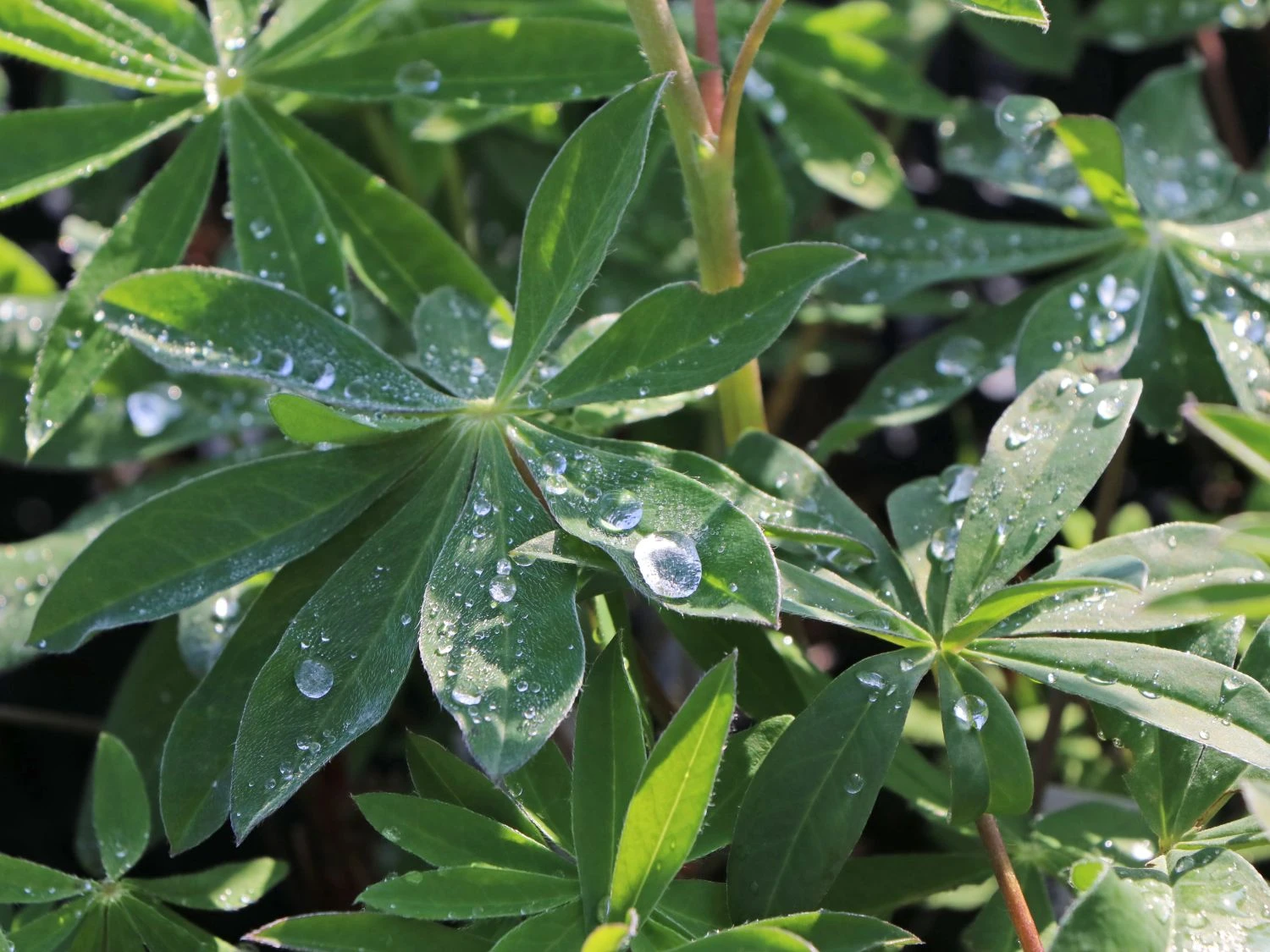 Lupine 'Edelknabe' 4 Lupine 'Edelknabe' – Bild 2