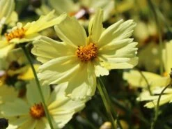 Mädchenauge 'Full Moon' -Angebote Blumen Takt Store maedchenauge full moon m058282 w 0