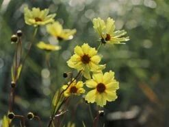 Mädchenauge 'Full Moon' -Angebote Blumen Takt Store maedchenauge full moon m058282 w 1