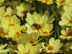 Mädchenauge 'Full Moon' -Angebote Blumen Takt Store maedchenauge full moon m058282 w 10