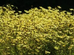 Mädchenauge 'Full Moon' -Angebote Blumen Takt Store maedchenauge full moon m058282 w 11