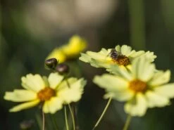 Mädchenauge 'Full Moon' -Angebote Blumen Takt Store maedchenauge full moon m058282 w 2