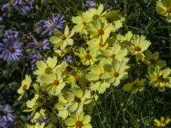 Mädchenauge 'Full Moon' -Angebote Blumen Takt Store maedchenauge full moon m058282 w 3