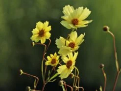 Mädchenauge 'Full Moon' -Angebote Blumen Takt Store maedchenauge full moon m058282 w 5