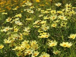 Mädchenauge 'Full Moon' -Angebote Blumen Takt Store maedchenauge full moon m058282 w 6