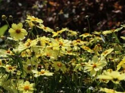 Mädchenauge 'Full Moon' -Angebote Blumen Takt Store maedchenauge full moon m058282 w 7