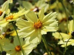 Mädchenauge 'Full Moon' -Angebote Blumen Takt Store maedchenauge full moon m058282 w 8