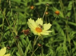 Mädchenauge 'Full Moon' -Angebote Blumen Takt Store maedchenauge full moon m058282 w 9