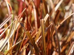 Mahagonigras -Angebote Blumen Takt Store mahagonigras m060675 w 0