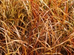 Mahagonigras -Angebote Blumen Takt Store mahagonigras m060675 w 2