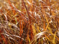 Mahagonigras -Angebote Blumen Takt Store mahagonigras m060675 w 3