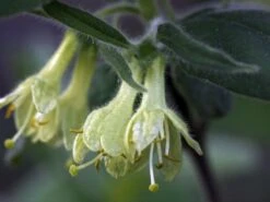 Honigbeere / Sibirische Blaubeere -Angebote Blumen Takt Store maibeere blaubeere honigbeere m053073 w 2