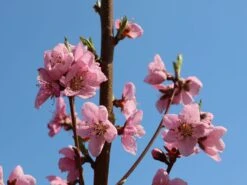 Mandel 'Mandelkönigin' -Angebote Blumen Takt Store mandel mandelkoenigin m113693 w 2