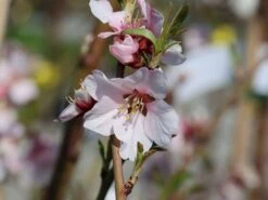 Mandel 'Säulenmandel' -Angebote Blumen Takt Store mandel saeulenmandel m103387 w 0