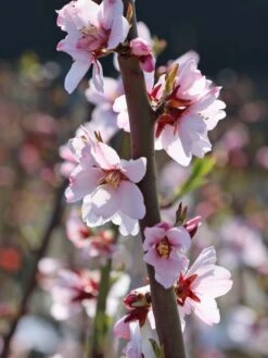 Mandel 'Säulenmandel' -Angebote Blumen Takt Store mandel saeulenmandel m103387 w 1