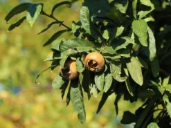Mispel ''Holländische Großfruchtige''