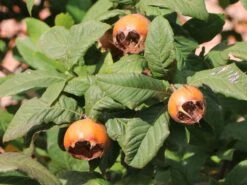 Mispel 'Nottingham' -Angebote Blumen Takt Store mispel nottingham m087240 w 0