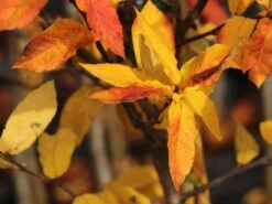 Mispel 'Nottingham' -Angebote Blumen Takt Store mispel nottingham m087240 w 3