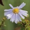 Myrten-Aster 'Yvette Richardson'