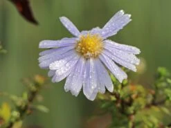Myrten-Aster 'Yvette Richardson'