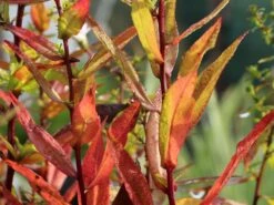 Myrten-Aster 'Yvette Richardson' -Angebote Blumen Takt Store myrten aster yvette richardson m108332 w 2