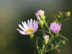 Myrten-Aster 'Yvette Richardson' -Angebote Blumen Takt Store myrten aster yvette richardson m108332 w 6