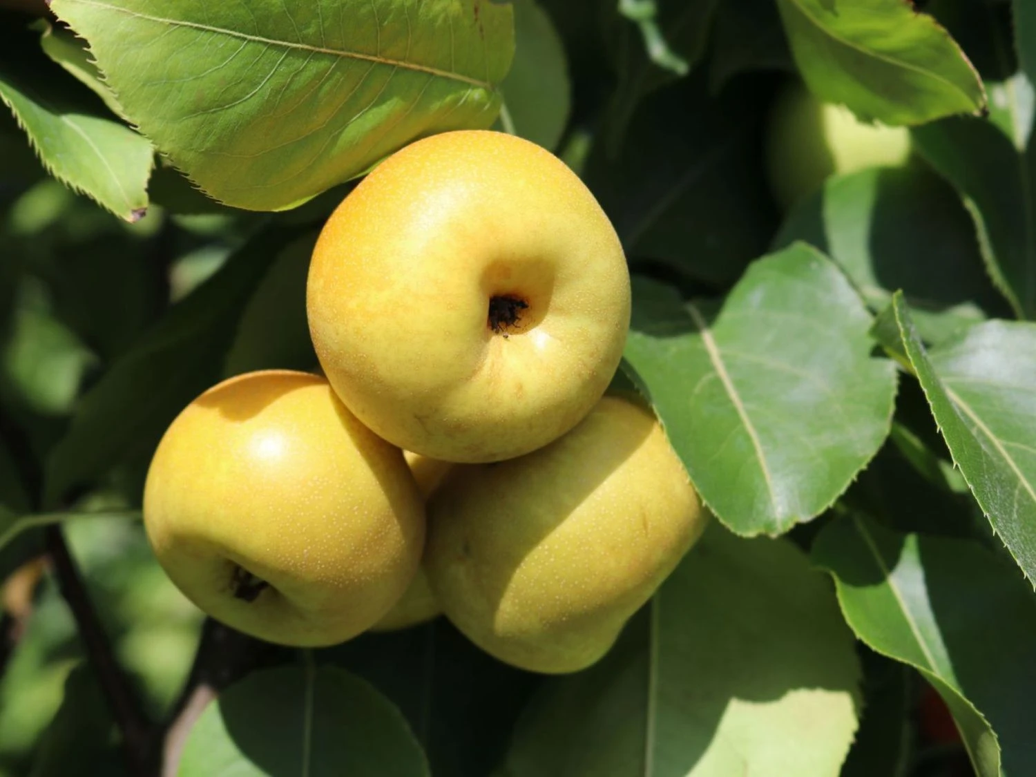 Nashi / Asienbirne / Asiatische Apfelbirne 'An Ben Pear' 3 Nashi / Asienbirne / Asiatische Apfelbirne 'An Ben Pear'