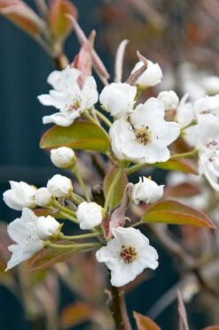 Nashi / Asienbirne / Asiatische Apfelbirne 'An Ben Pear' 9 Nashi / Asienbirne / Asiatische Apfelbirne 'An Ben Pear' -Angebote Blumen Takt Store nashi asienbirne asiatische apfelbirne an ben pear m090138 w 0