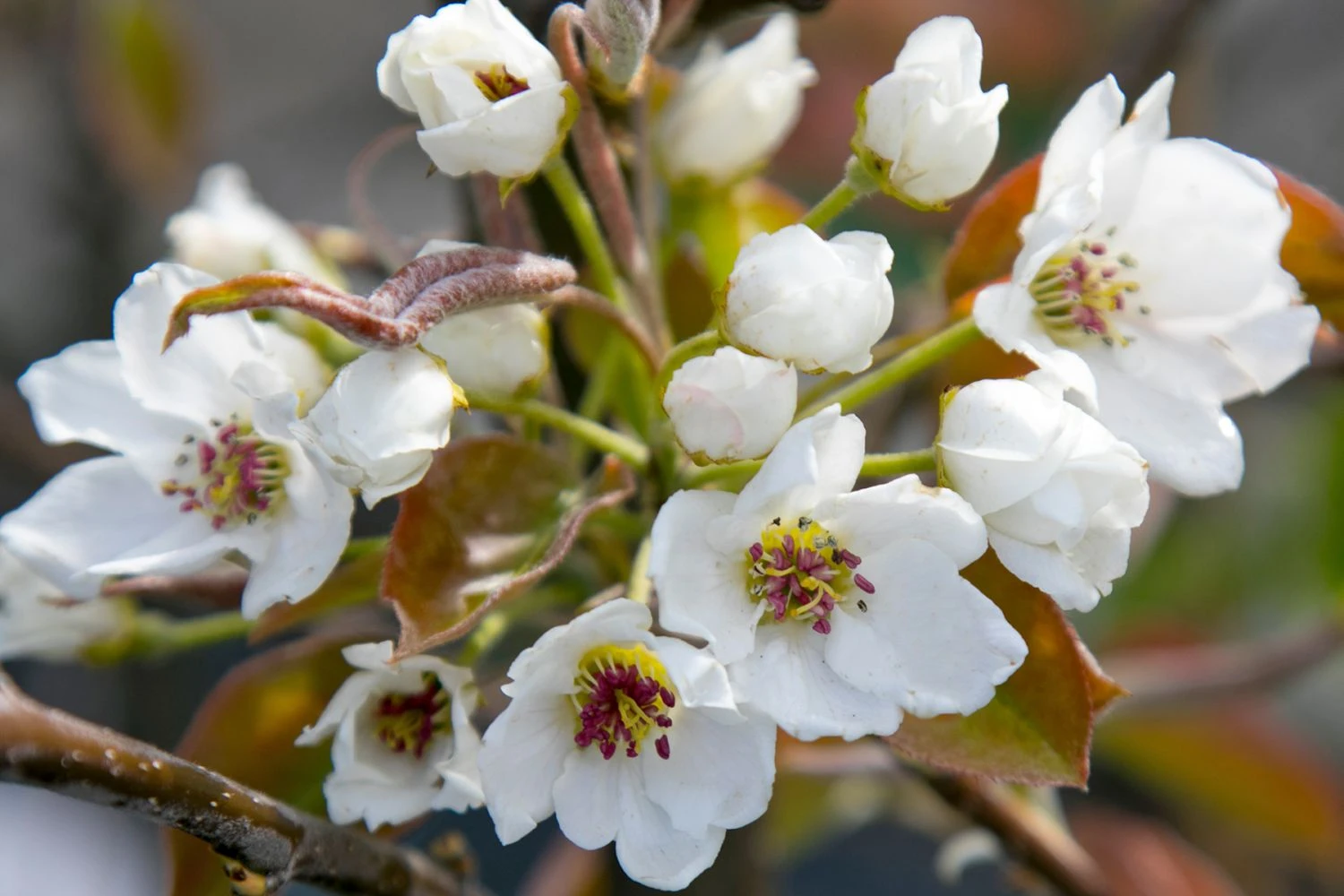 Nashi / Asienbirne / Asiatische Apfelbirne 'An Ben Pear' 4 Nashi / Asienbirne / Asiatische Apfelbirne 'An Ben Pear' – Bild 2