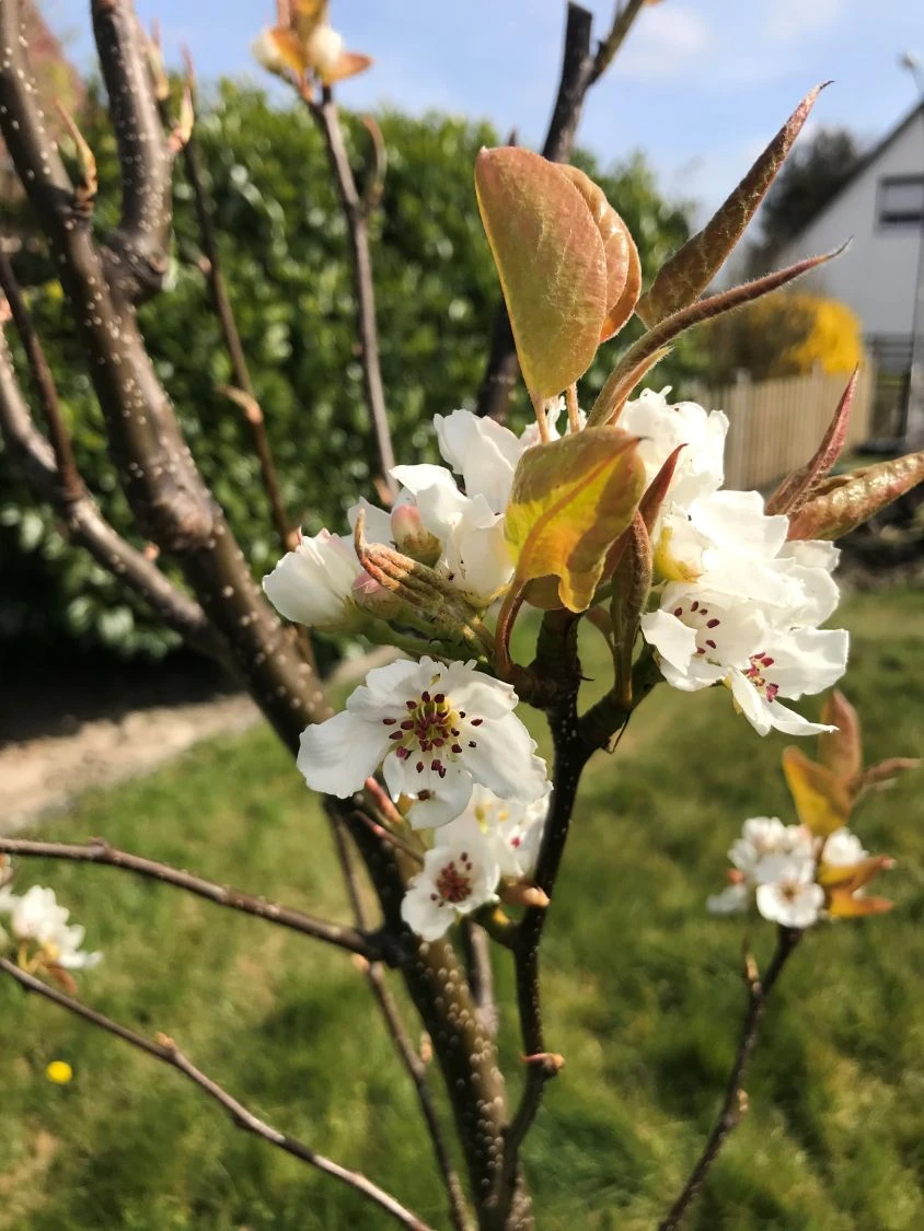 Nashi / Asienbirne / Asiatische Apfelbirne 'Chojuro' 4 Nashi / Asienbirne / Asiatische Apfelbirne 'Chojuro' – Bild 2