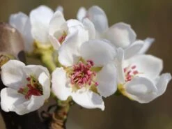 Nashi / Asienbirne / Asiatische Apfelbirne 'Kosui' -Angebote Blumen Takt Store nashi asienbirne asiatische apfelbirne kosui m063239 w 0