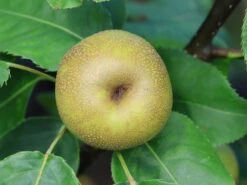 Nashi / Asienbirne / Asiatische Apfelbirne 'Kosui' -Angebote Blumen Takt Store nashi asienbirne asiatische apfelbirne kosui m063239 w 2