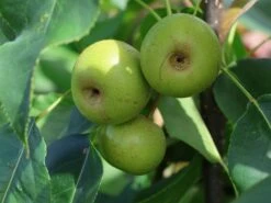 Nashi / Asienbirne / Asiatische Apfelbirne 'Kosui' -Angebote Blumen Takt Store nashi asienbirne asiatische apfelbirne kosui m063239 w 3