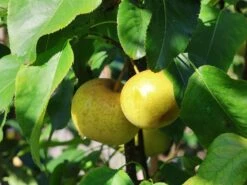 Nashi / Asienbirne / Asiatische Apfelbirne 'Kosui' -Angebote Blumen Takt Store nashi asienbirne asiatische apfelbirne kosui m063239 w 4