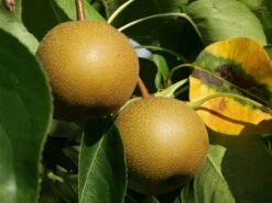 Nashi / Asienbirne / Asiatische Apfelbirne 'Kumoi' -Angebote Blumen Takt Store nashi asienbirne asiatische apfelbirne kumoi m069482 w 0