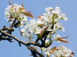 Nashi / Asienbirne / Asiatische Apfelbirne 'Kumoi' -Angebote Blumen Takt Store nashi asienbirne asiatische apfelbirne kumoi m069482 w 1