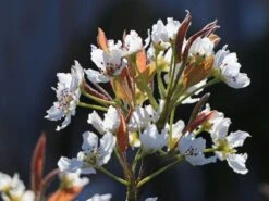 Nashi / Asienbirne / Asiatische Apfelbirne 'Kumoi' -Angebote Blumen Takt Store nashi asienbirne asiatische apfelbirne kumoi m069482 w 4